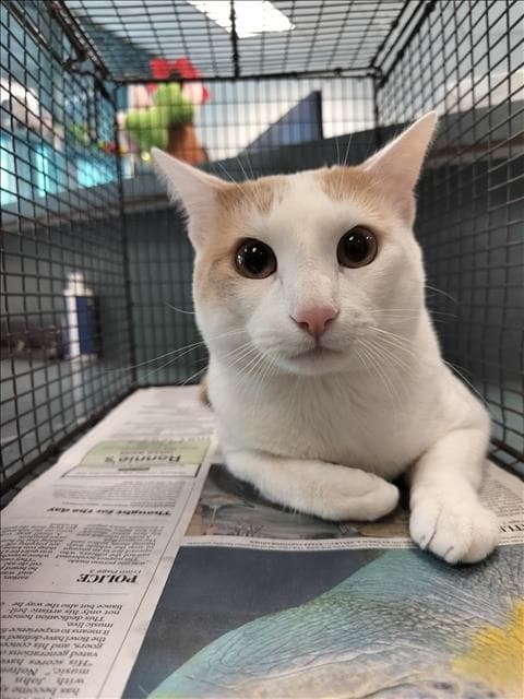 Simba - Domestic Short Hair