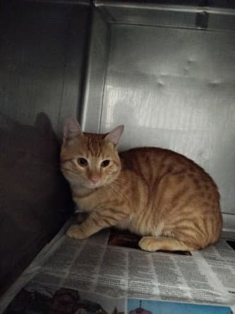Bowie - Domestic Short Hair