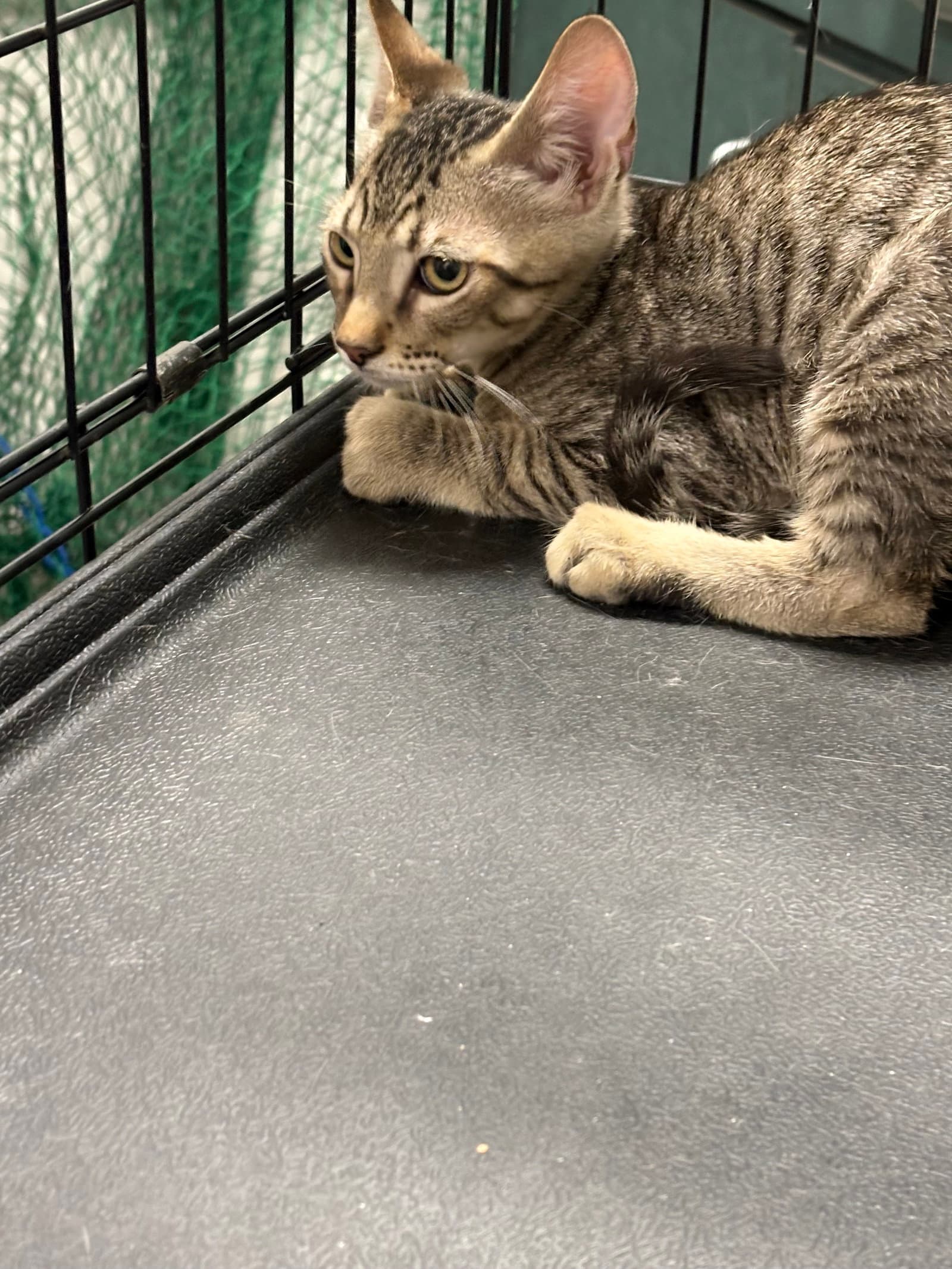 Moi - Domestic Short Hair