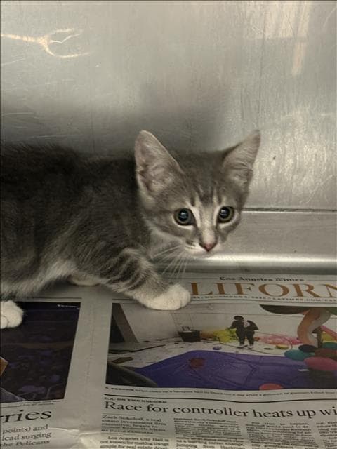 Hoppy - Domestic Short Hair