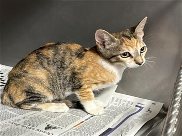 Leslie - Domestic Short Hair