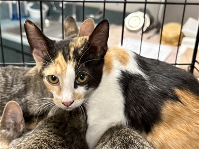 Page - Domestic Short Hair