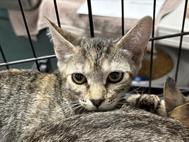 Fonic - Domestic Short Hair
