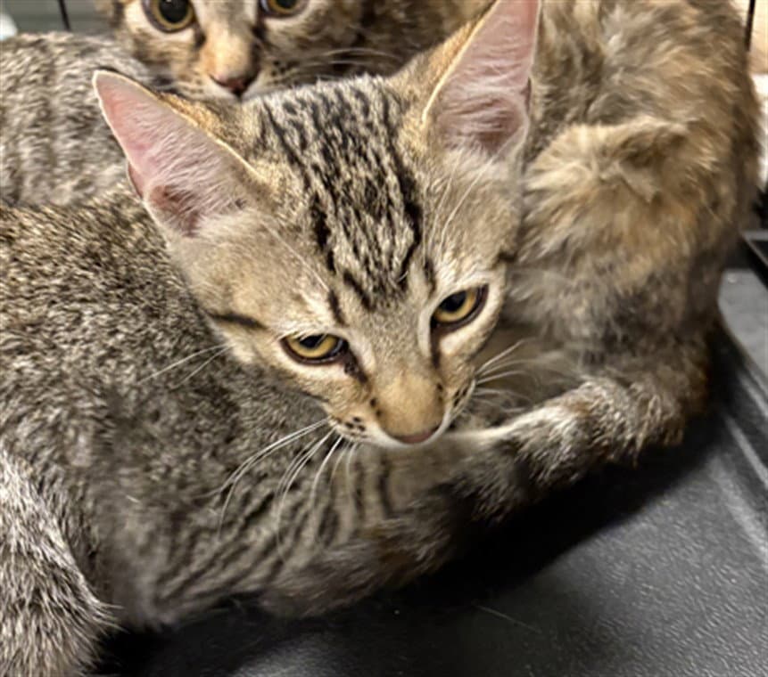 Pond - Domestic Short Hair