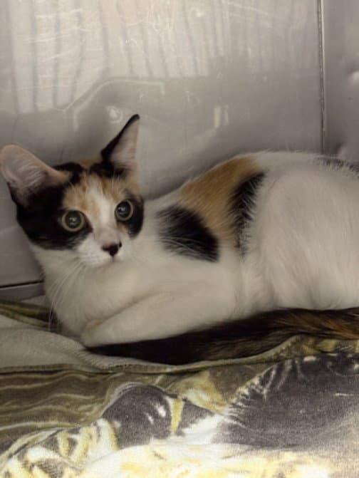 Nala - Domestic Short Hair