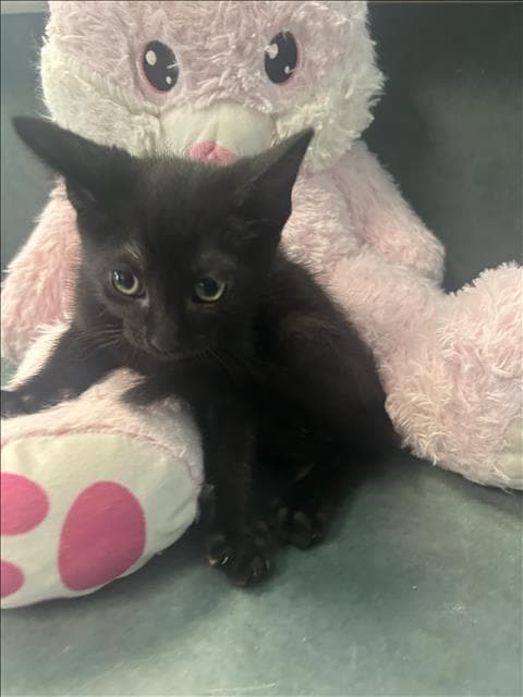 Alf - Domestic Short Hair