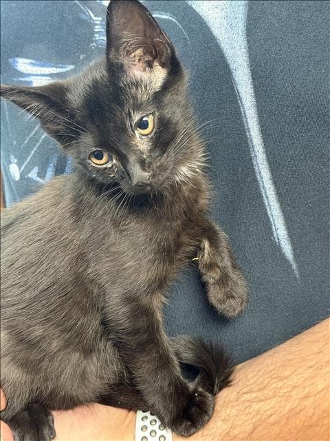Oden - Domestic Short Hair