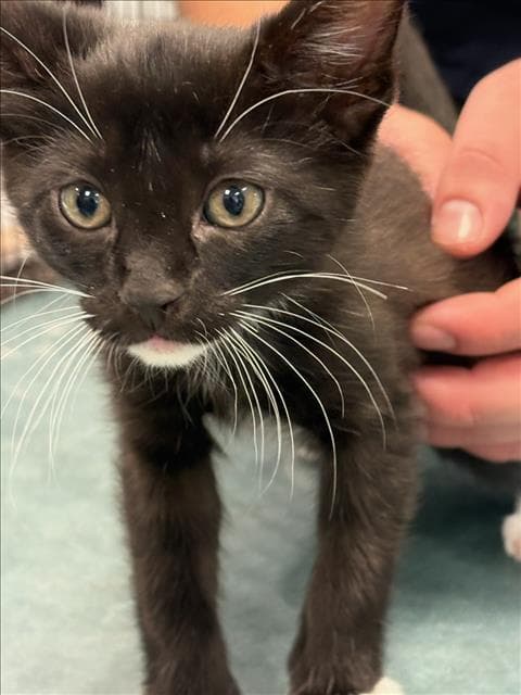 Titan - Domestic Short Hair
