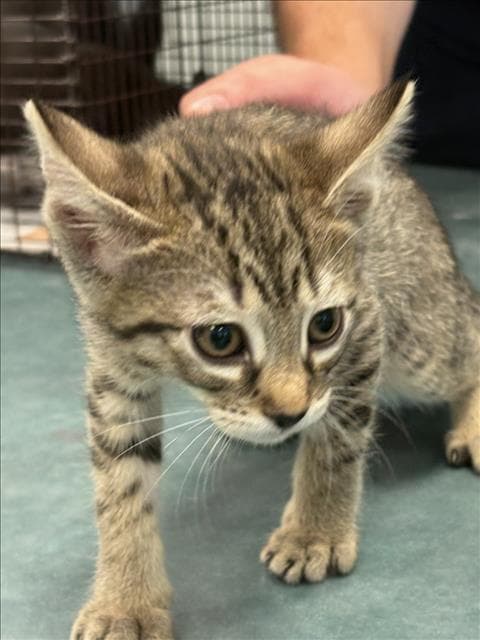 Cerritos - Domestic Short Hair