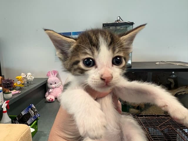 Miso - Domestic Short Hair