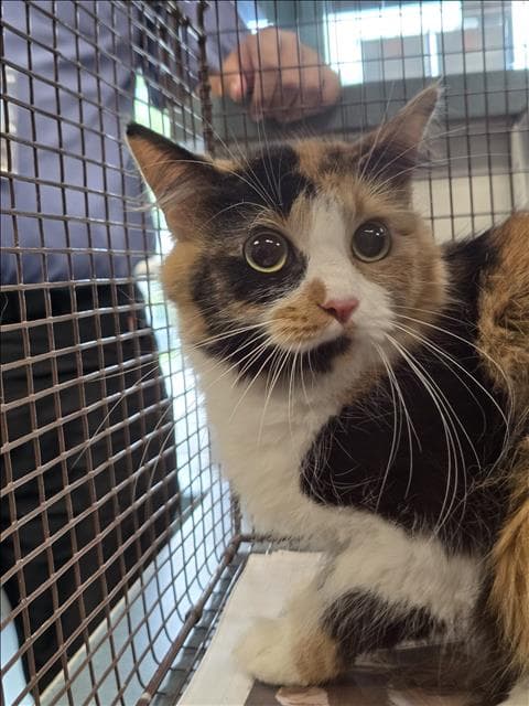 Loyla - Domestic Short Hair