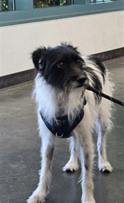 Benny - Wirehaired Fox Terrier