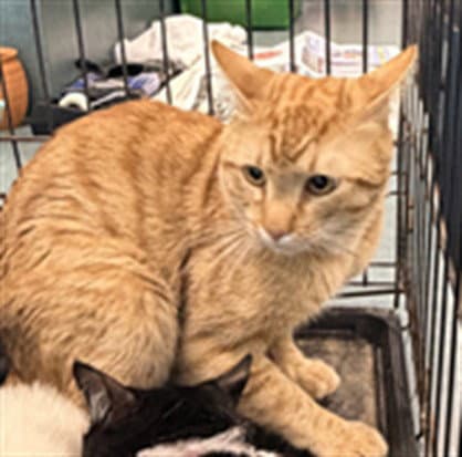 Cream - Domestic Short Hair