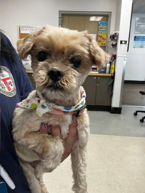Pebbles - Maltese