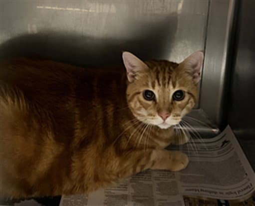 Alvin - Domestic Short Hair