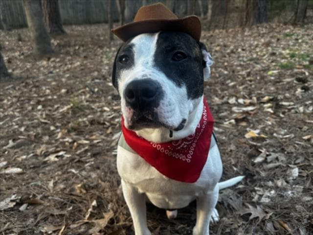 Benny Boy - Pit Bull Terrier