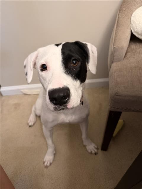Pearl - American Staffordshire Terrier