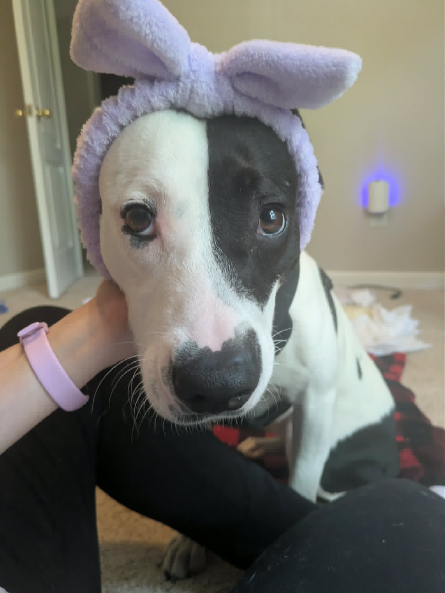 Sweetie - American Staffordshire Terrier