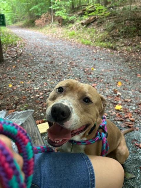 Luntay - Pit Bull Terrier