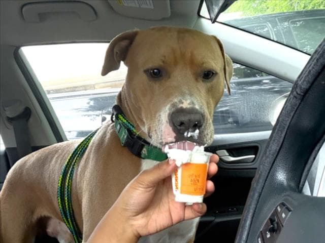 Luntay - Pit Bull Terrier