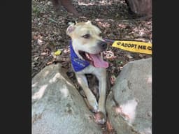 Daisy Mae image 1