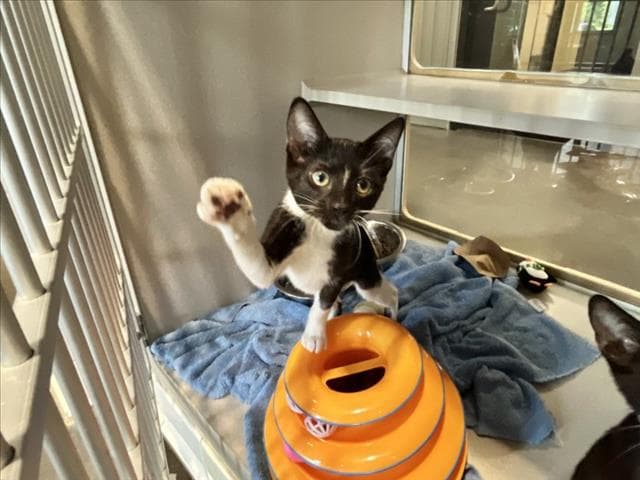 Blue - Domestic Short Hair