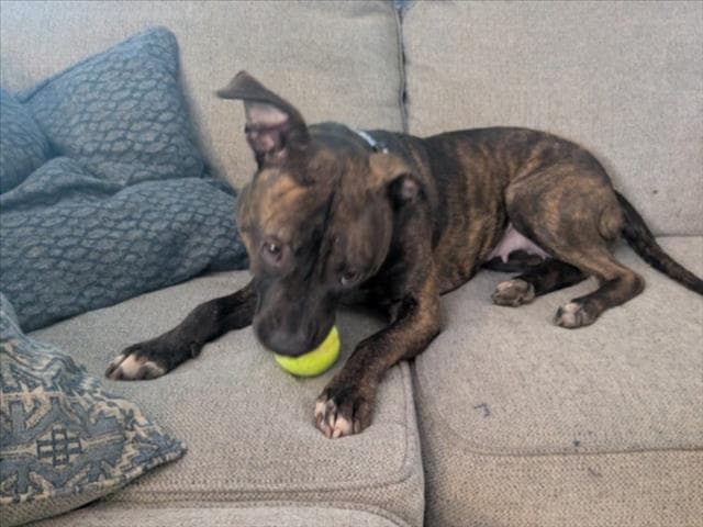 Rosey - Pit Bull Terrier
