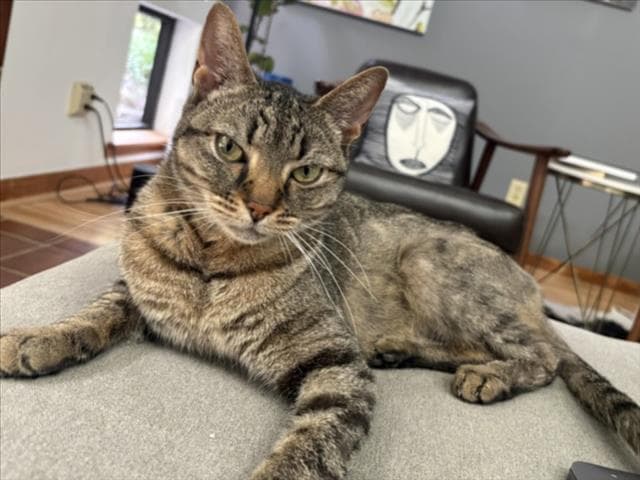 Fiona - Domestic Short Hair