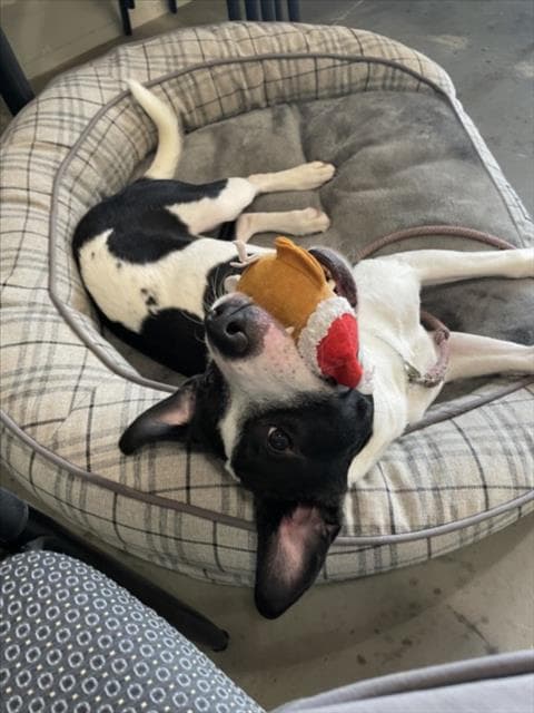 Norman - Hound