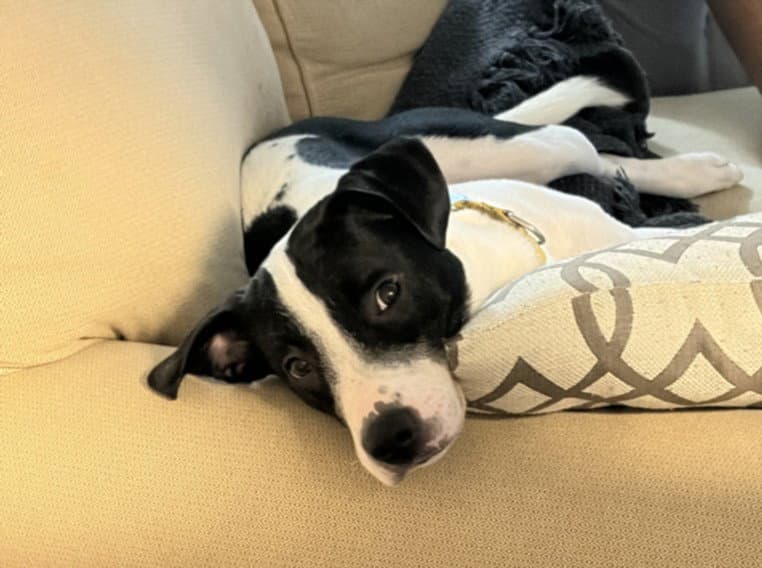 Norman - Hound