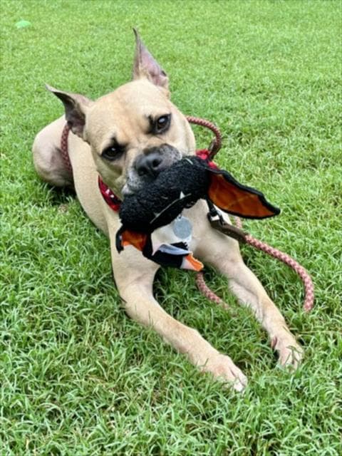 Gator - Pit Bull Terrier