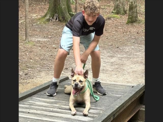 Gator - Pit Bull Terrier