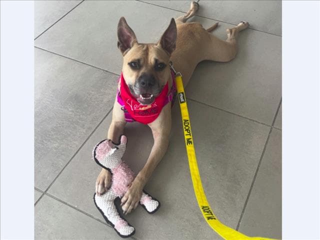 Gator - Pit Bull Terrier