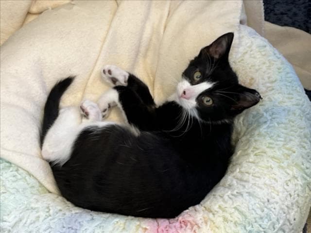 Miller - Domestic Short Hair