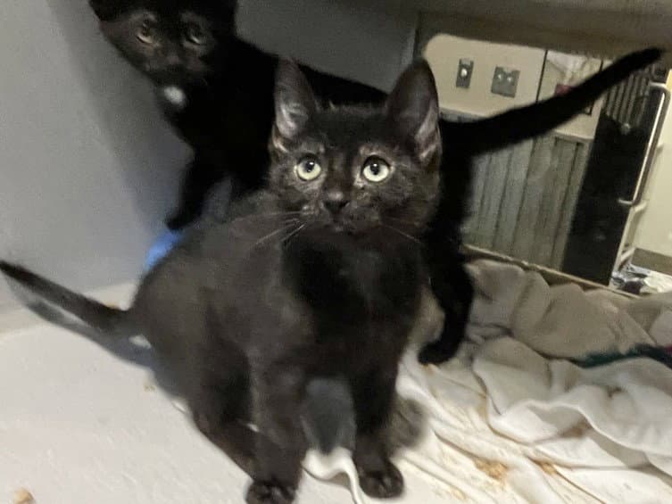 Boggle - Domestic Short Hair