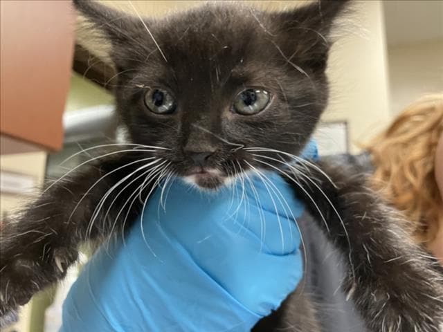 Mcjagger - Domestic Short Hair