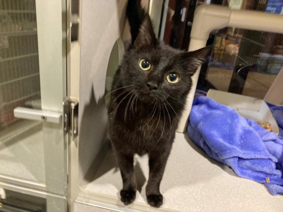 Coco - Domestic Short Hair