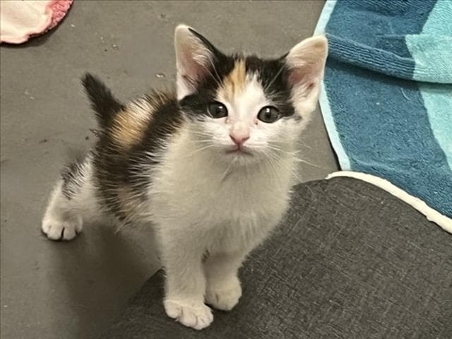 Roxanne - Domestic Short Hair