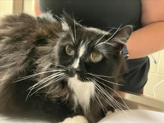 Milo - Domestic Long Hair