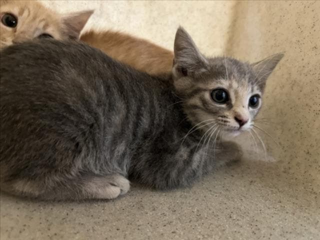 Bobbit - Domestic Short Hair