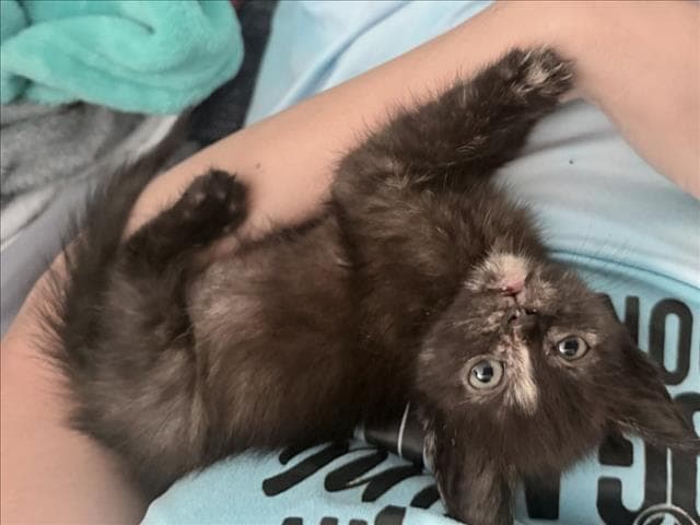 Brandi - Domestic Short Hair