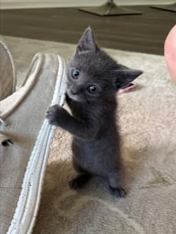 Dobby image 1