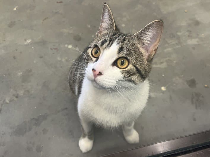 Louie - Domestic Short Hair