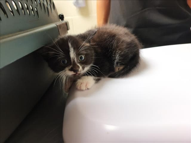 Crookshanks - Domestic Short Hair