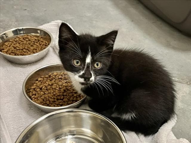 Crookshanks - Domestic Short Hair