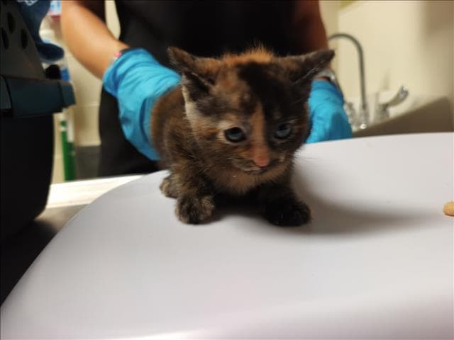 Minerva - Domestic Short Hair