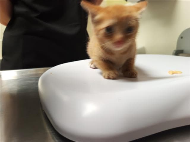 Phoenix - Domestic Short Hair