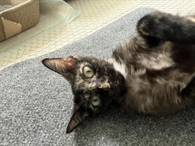 Ariel - Domestic Short Hair