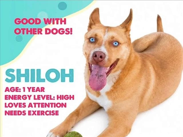 Shiloh - Husky