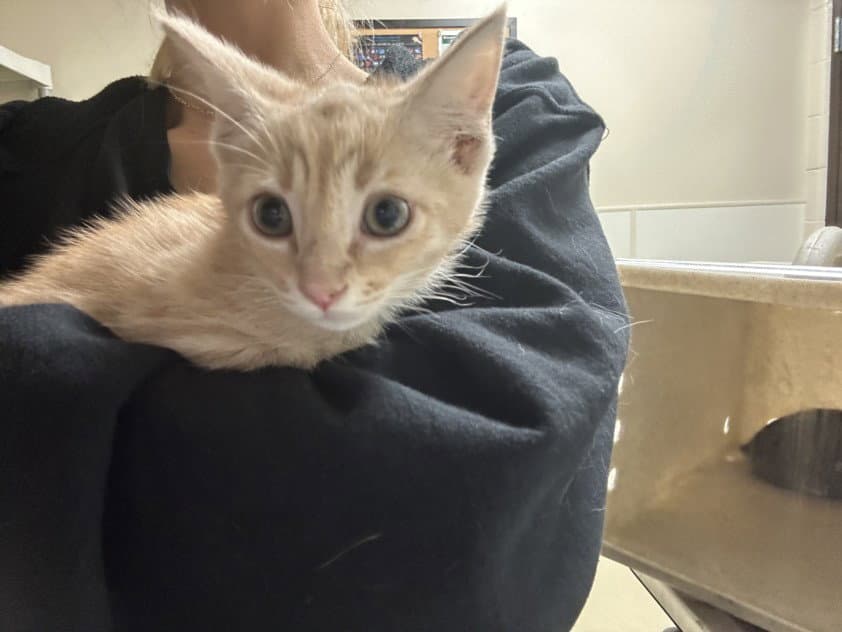 Cobb - Domestic Short Hair